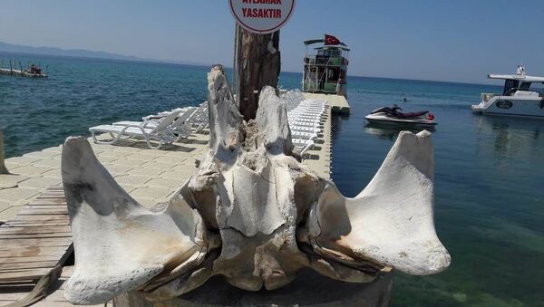 Edirne'nin Saros Körfezi'ne kıyısı bulunan Keşan ilçesine bağlı Yayla köyü sahilinde kıyıya vurmuş balinaya ait olduğu değerlendirilen kemikler bulundu. - Sputnik Türkiye
