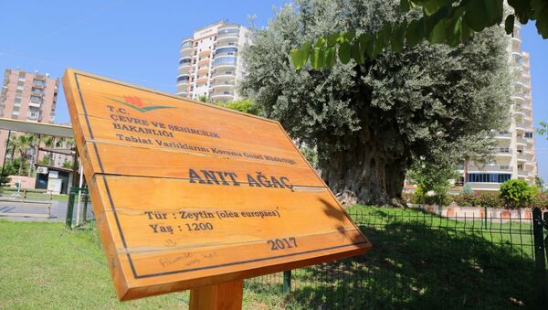 Mersin’in Mut ilçesinde 7 yıl önce sökülen 1202 yıllık anıt ağacı, Mezitli ilçesinde yeniden toprakla buluşturulmasının ardından, 2 yıl sonra zeytin vermeye başladı. - Sputnik Türkiye