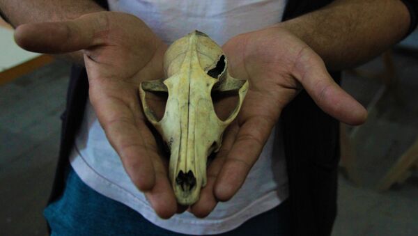 4500 sene önce insanlar köpek eti tüketmiş - Sputnik Türkiye