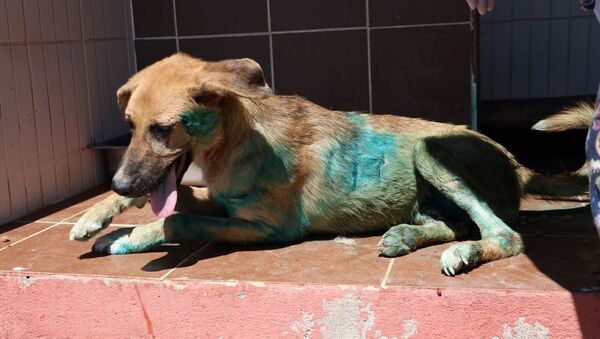 Sakarya'da, kesici aletle yaralanmış halde bulunan köpek tedavi altına alındı. - Sputnik Türkiye