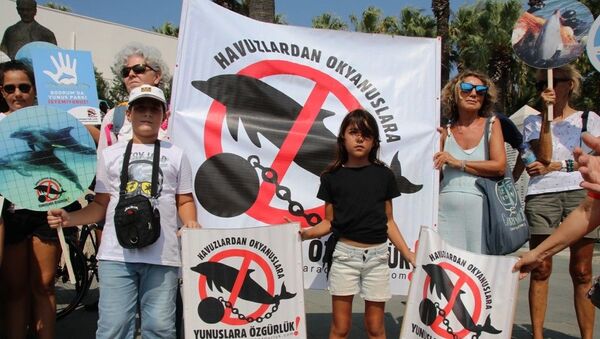Bodrum’daki yunus gösteri merkezinin ruhsatı iptal edildi - Sputnik Türkiye