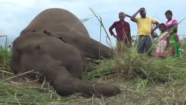 Sri Lanka'da fil ölümleri: köylüler zehirlemiş olabilir - Sputnik Türkiye