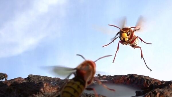 Eşek arılarının küçük bir su birikintisi üzerindeki kavgası, ağır çekimle kayda alındı - Sputnik Türkiye