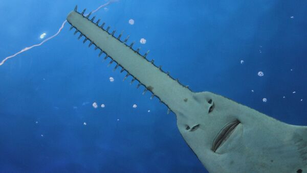 Tropik bölgelerde okyanusun sığ sularında yaşayan testere balığı. - Sputnik Türkiye