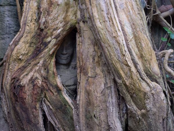 Kamboçya'da yaşlı bir ağaçın kavuğuna yerleştirişmiş bir heykel. - Sputnik Türkiye