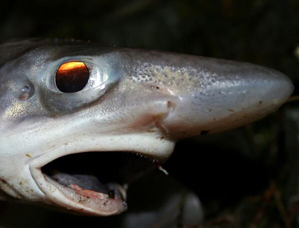 Atlas Okyanusu'nun kuzeydoğu sularında sıkça rastlanan ‘testere dişli’ bir İspanyol köpekbalığı. - Sputnik Türkiye