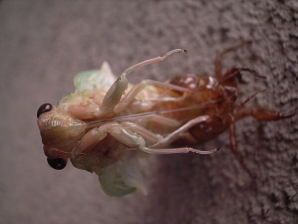 Bir ağustos böceğinin alışılmamış açıdan çekilmiş fotoğrafı. - Sputnik Türkiye