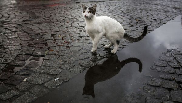 İstanbul - yağmur - kedi - Sputnik Türkiye