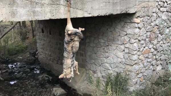 Köprü korkuluklarına asılı ölü kurt - Sputnik Türkiye