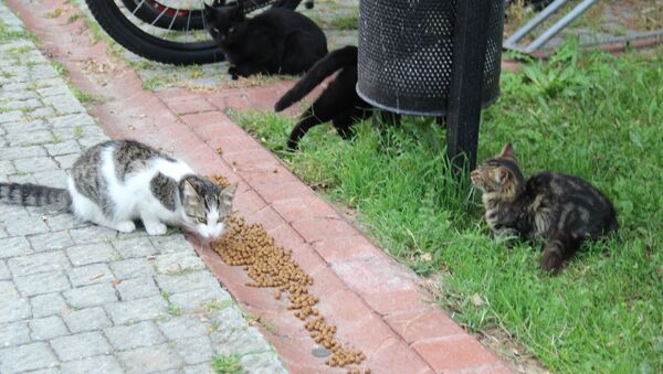 Küçükçekmece'deki kediler - Sputnik Türkiye