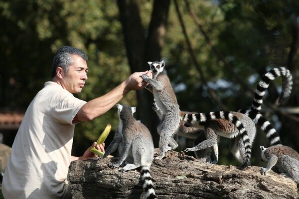 Bursa Hayvanat Bahçesi’nde Lemurlar Günü - Sputnik Türkiye