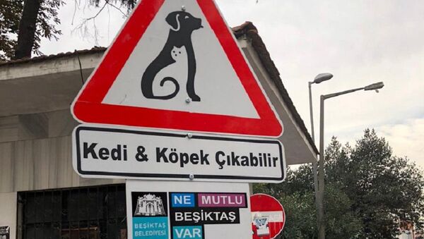Kedi & Köpek çıkabilir tabelası / Beşiktaş - Sputnik Türkiye