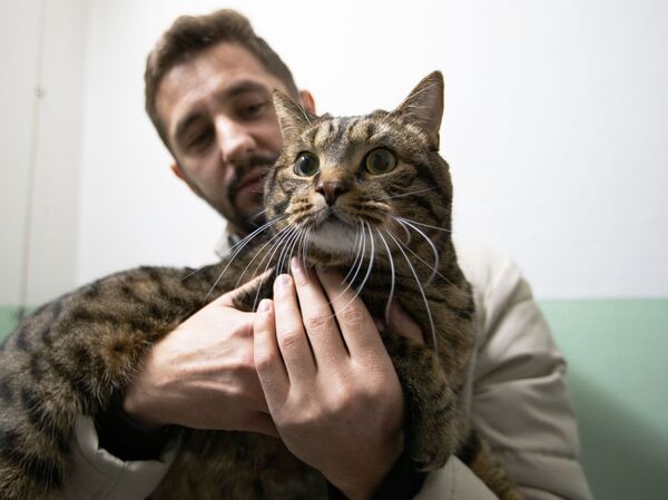 Rusya'da sosyal medya yıldızları olan kediler - Sputnik Türkiye