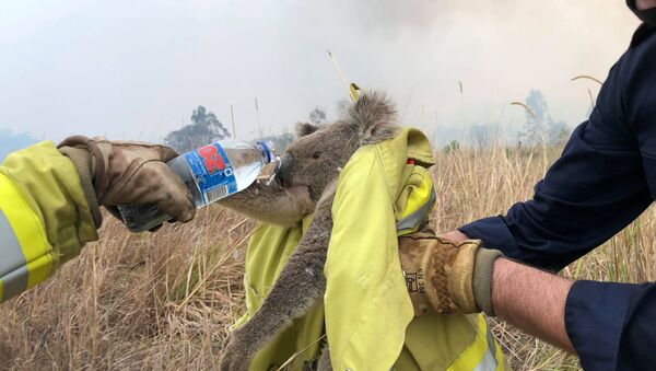 Avustralya'da orman yangınından kurtarılan bir koala - Sputnik Türkiye
