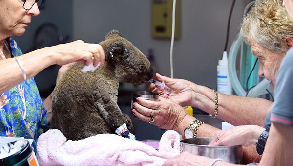 Avustralya'daki orman yangınlarından zarar gören bir koala tedavi ediliyor. - Sputnik Türkiye