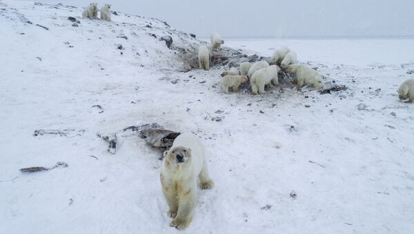 Rusya'nın doğusundaki Çukotka'da mevsim normallerinin üzerinde seyreden hava sıcaklıkları, 50'den fazla kutup ayısının bir köyü istila etmesine neden oldu. - Sputnik Türkiye