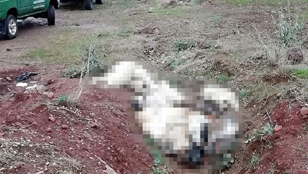 Üst üste atılmış köpek ölüleri bulundu - Sputnik Türkiye