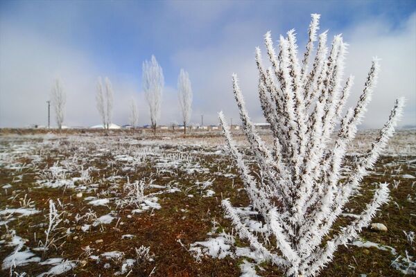 Soğuk hava nedeniyle araçların camları buz tuttu, ağaç ve bitkilerin üzerinde kırağı oluştu. - Sputnik Türkiye