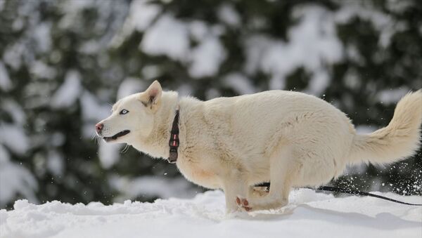 Ergun, bağlı bulunduğu Akseki ilçesinden, Manavgat ilçesine daha yakın olan Taşlıca Mahallesi'ne kar yağmadığı için köpeğini ilk defa kar görsün diye yaklaşık 80 kilometre uzaklıktaki 1825 rakımlı Alacabel mevkisine getirdi. - Sputnik Türkiye