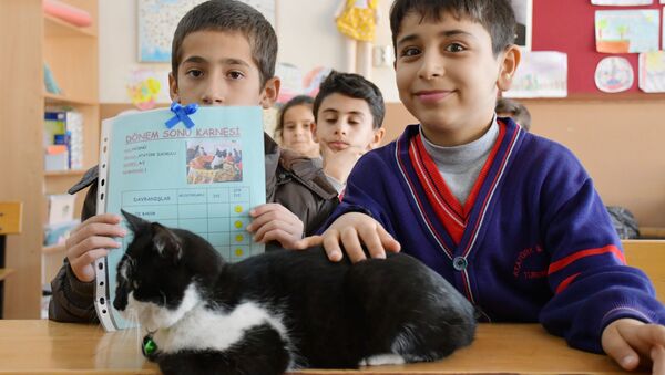 Sokak kedisi 'Hüsnü' de karnesini aldı - Sputnik Türkiye