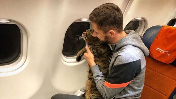 Fazla kiloları nedeniyle uçağın kabinine alınmayan kedi Viktor - Sputnik Türkiye