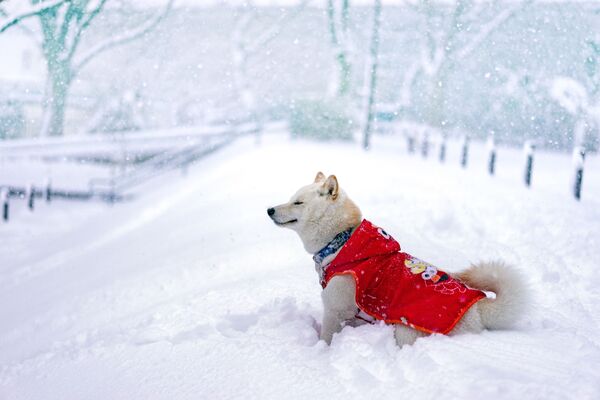 Kışın keyfini yaşayan hayvanların komik görüntüleri - Sputnik Türkiye
