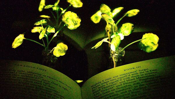 Parıldayan bitkilerin ışığıyla kitap bile okunabiliyor. - Sputnik Türkiye