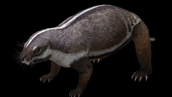 Adalatherium hui-Madagaskar’da dinozorlar döneminden kalma memeliye ait fosil bulundu, 'çılgın yaratık' adı verildi - Sputnik Türkiye