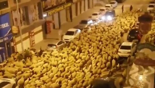 Van'da koyun sürüsü kentin en işlek caddelerini kapattı - Sputnik Türkiye