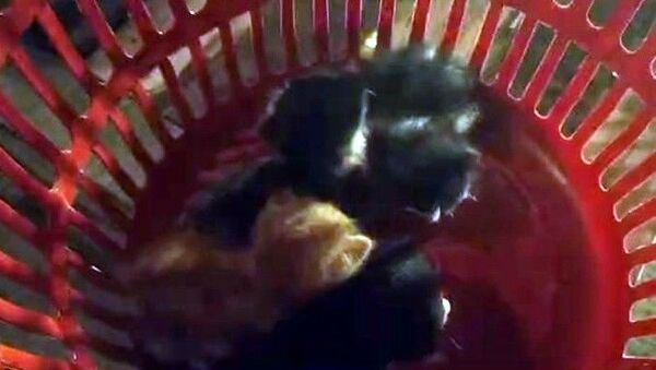 Sakarya’nın Serdivan ilçesinde çatıda mahsur kalan 4 yavru kedi itfaiye ekiplerince kurtarılırken, anne kedi yavruları kurtarılana kadar bekledi. - Sputnik Türkiye